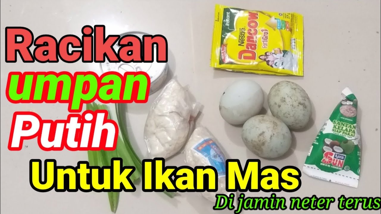 Umpan putih ikan mas || di jamin ampuh