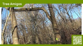 Tree Pruning Service - Tree Amigos Professional Tree Care - Lewes, East Sussex - 07729493611