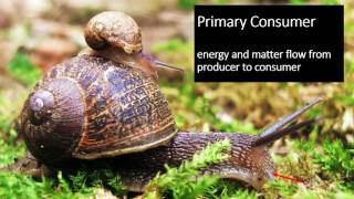 Trophic Structure & Energy flow