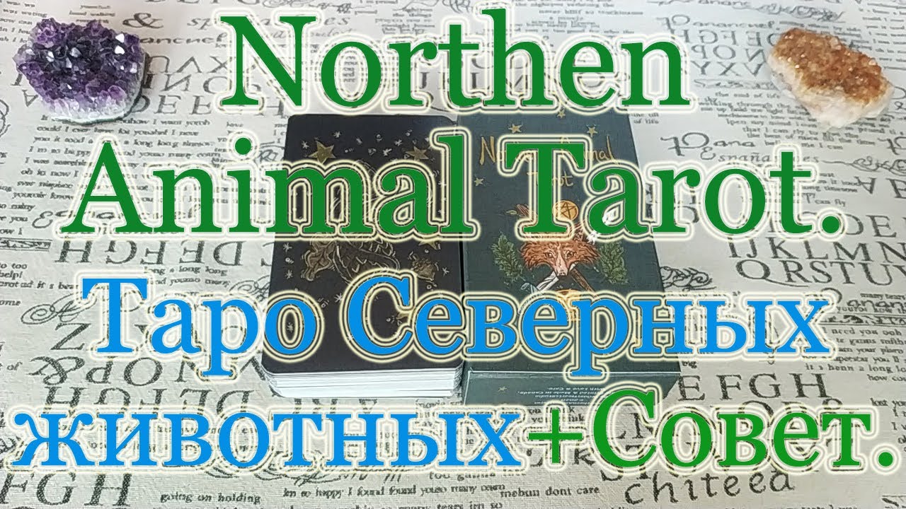 Northen Animal. Таро Северных животных. Обзор + Совет Таро.