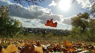 Осень в парке_Autumn in the park_公園の秋