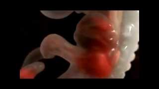 life begins at conception