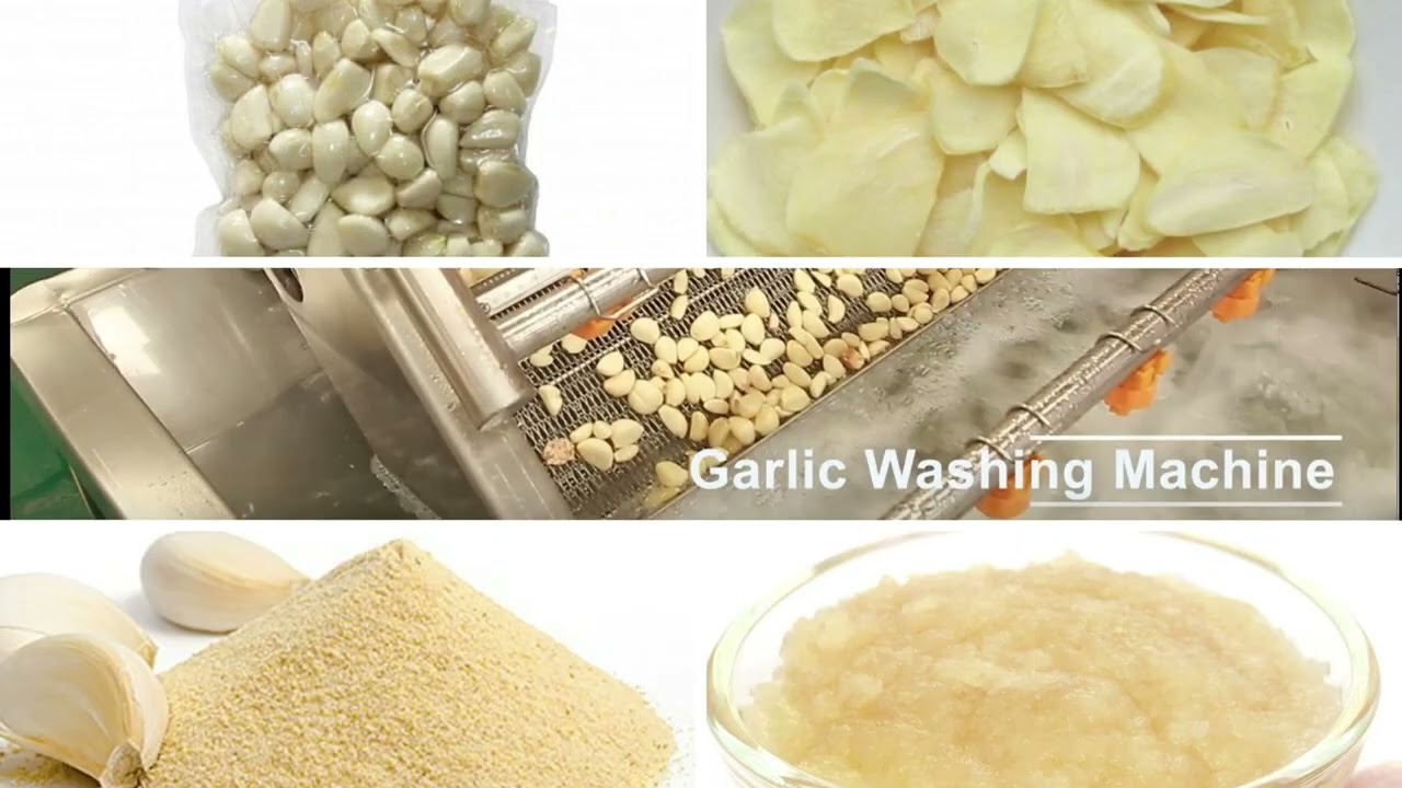 Garlic Peeling Machine Garlic Cleaning Machine In Factory