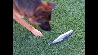 Lycan eats a very huge frozen #fish (#mackerel) by Adventures with Lycan my German Shepherd Dog 41 views 1 month ago 5 minutes, 43 seconds