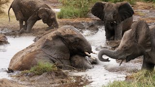 Clumsy Baby Elephants playing in the mud | Serengeti National Park