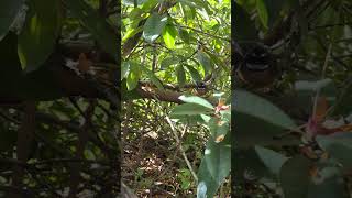 #nouvellezelande #fantails #birds #birdsounds #piwakawaka #nz #nature #garden #oiseaux