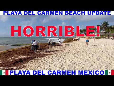 PLAYA DEL CARMEN MEXICO BEACH AND SEAWEED UPDATE - BEACHES ARE HORRIBLE! - THE SEAWEED HAS ARRIVED!