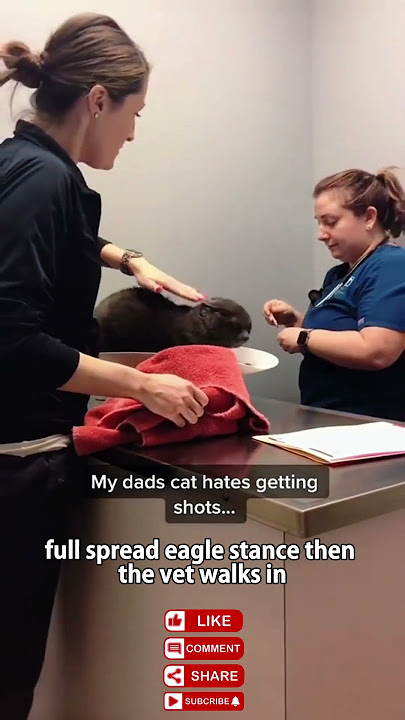 When the Cat Realizes It's Vet Day π±π±π