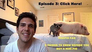 Mini Pig FAQ with Pickle & Professor Sprout: Episode 3: 5 Things to Know Before You Buy a Mini Pig 10 Questions To Ask Before Adopting A Mini Pig