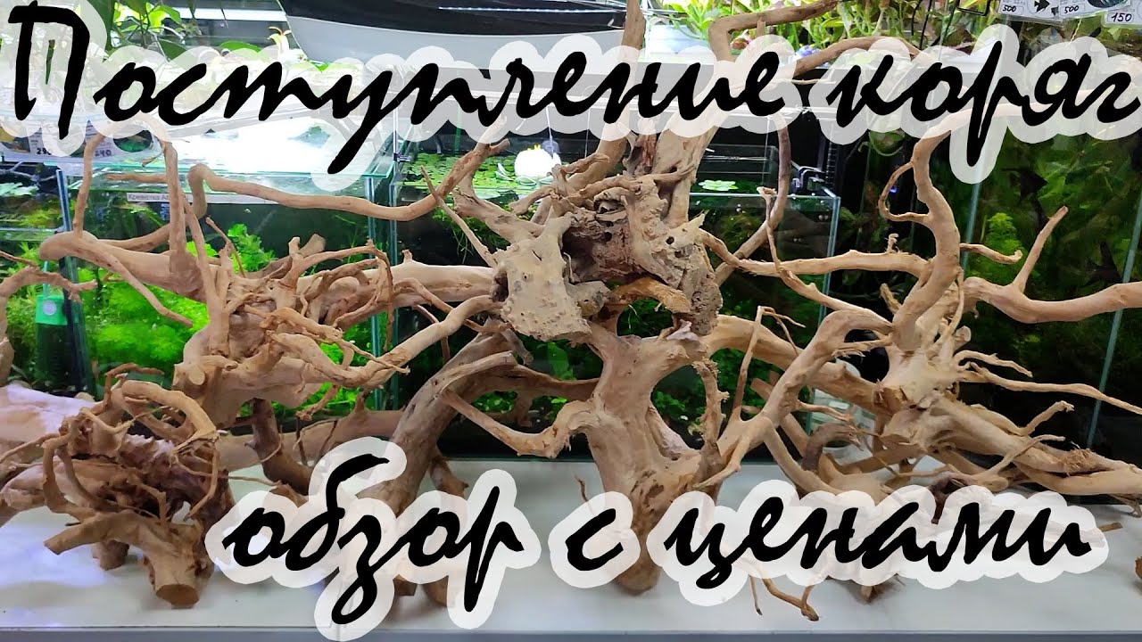 Коряги для аквариума. Великий Новгород, магазин Аквалюбитель. Обзор с ценами, июнь 2023.
