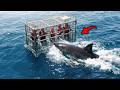 Scary Cage Diving Moments Caught On Camera