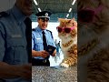 A cat walks into the airport with a fake passport #animalfriends #feeleyfunnycat #trendingvideo