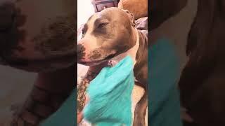 Mama Loves Morning Face Wash Sweet Pitbull Getting Love