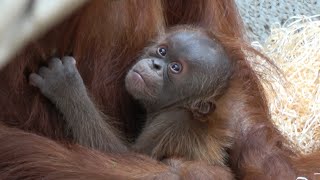 Детёныш орангутанга – первые 14 дней жизни