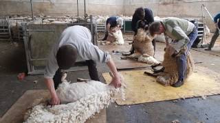 Fernhill Farm_Mendips Blade Shearing Gang