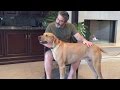 Why To Get A Rhodesian Ridgeback