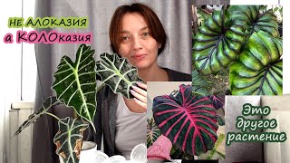 картинка: ЭТО не Алоказия, а КОЛОКАЗИЯ. Сеем необычное растение. Будни цветовода. Хобби меня захватило!