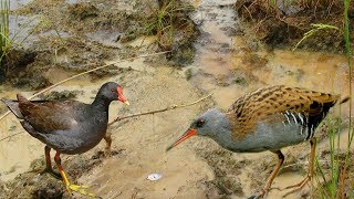 Fast Bird Trap Work 100% | Creative Idea Of Birds Trap Easy And Fast