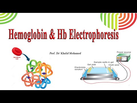 Hemoglobin & Hb Electrophoresis