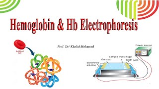 Hemoglobin & Hb Electrophoresis screenshot 4