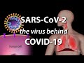Understanding the virus that causes covid19 animation
