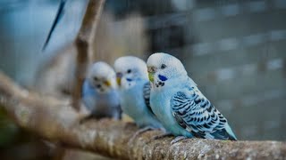 Budgies Diet Treat & Morning Singing Sounds ,