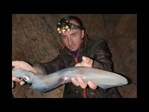 Video: Pescarii Au Prins Un Calamar Uriaș - Vedere Alternativă