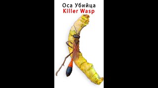 Оса Аммофила на охоте. Wasp Ammophilus on the hunt #shorts