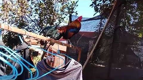 qaib dib xyoos nos nawb 2.12.2025