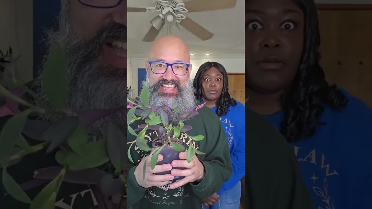 Purple Heart plants not only look cool, but are easy to propagate and grow