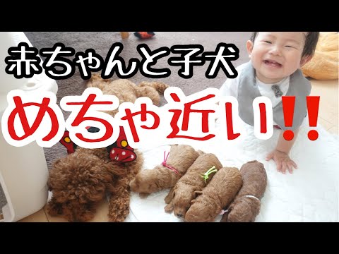 【トイプードル 子犬】1歳児と犬の赤ちゃんを近くにしてみたら可愛すぎだったww(出産後14日目)