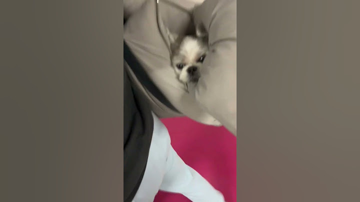 카시트에 찌부되어 실려가는 쪼꼬돼지ㅋㅋㅋㅋㅋㅋ #강아지 #멍멍이 #육아일기 #강아지브이로그