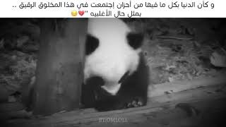 حالات واتس اب باندا حزين 😢