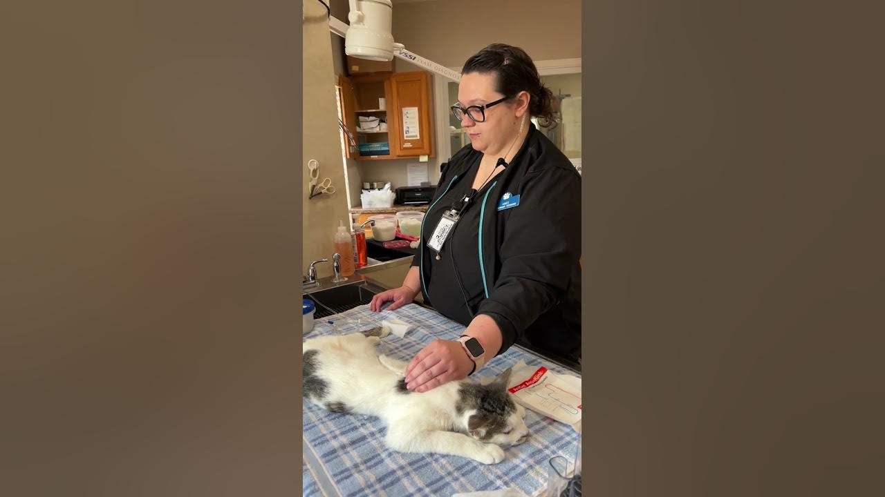 Penn Foster Vet Tech Skill 13 SQ Fluids YouTube penn-foster-vet-tech-skill-13-sq-fluids-youtube