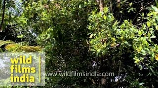 Plantation of Nutmeg in Kerala, India