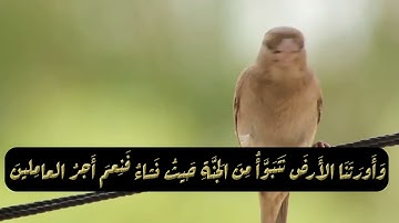 وَقَالُوا الْحَمْدُ لِلَّهِ الَّذِي صَدَقَنَا وَعْدَهُ   عمر الدريويز  سورة  الزمر
