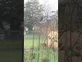 A Female Cooper’s Hawk on the Rose Arch | Backyard Wildlife Moment #birdingparadise