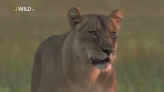 Nat Geo Animal Attacks 2021 Wildlife Animal Documentary 2021 HD 4K screenshot 5