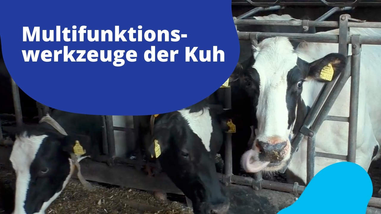 Multifunktionswerkzeuge der Kuh