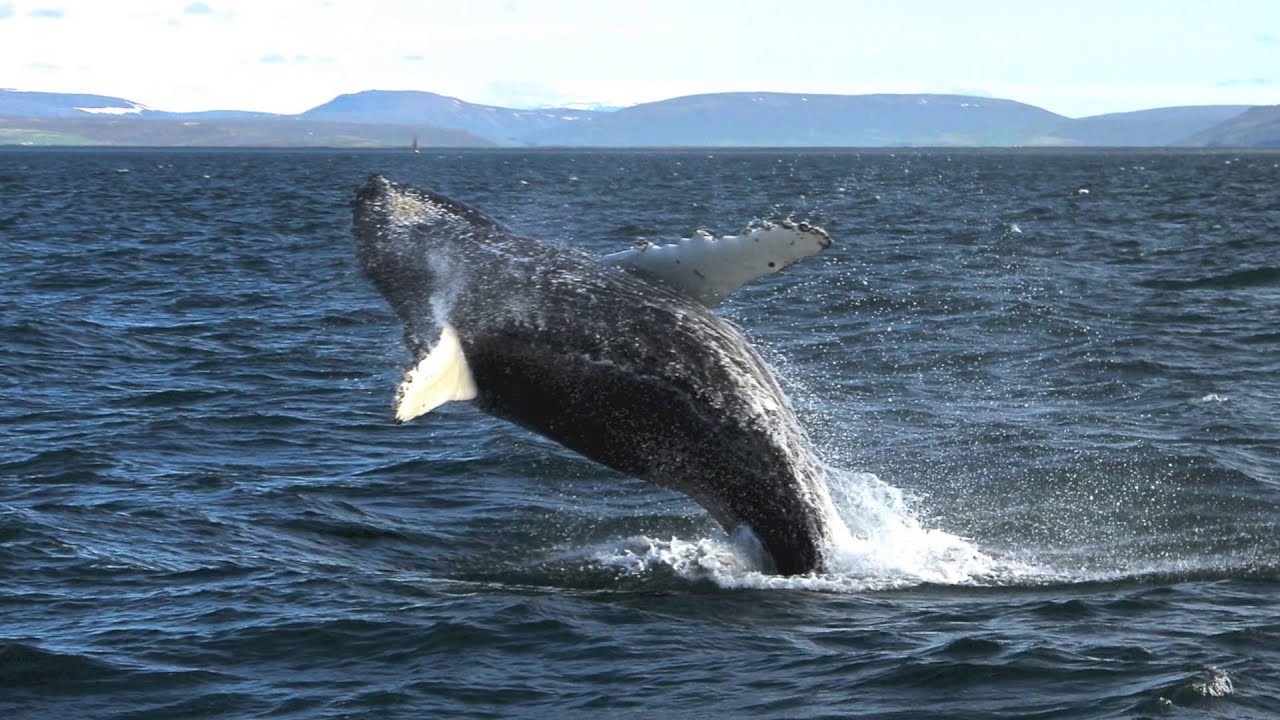 Amazing whale watching in Iceland with Salka Whale Watching Húsavík Walbeobachtung