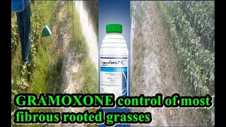 GRAMOXONE control of most fibrous rooted grasses[گراموکسون سے گاس کا موکمل ختم