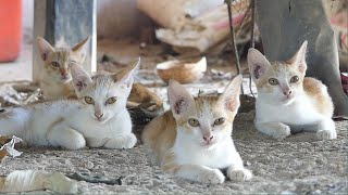 Three Cute Cats Lie Down On The Ground Watching Hen, Chicken And Rooster Walking Around by Animals007 296 views 2 weeks ago 4 minutes, 25 seconds