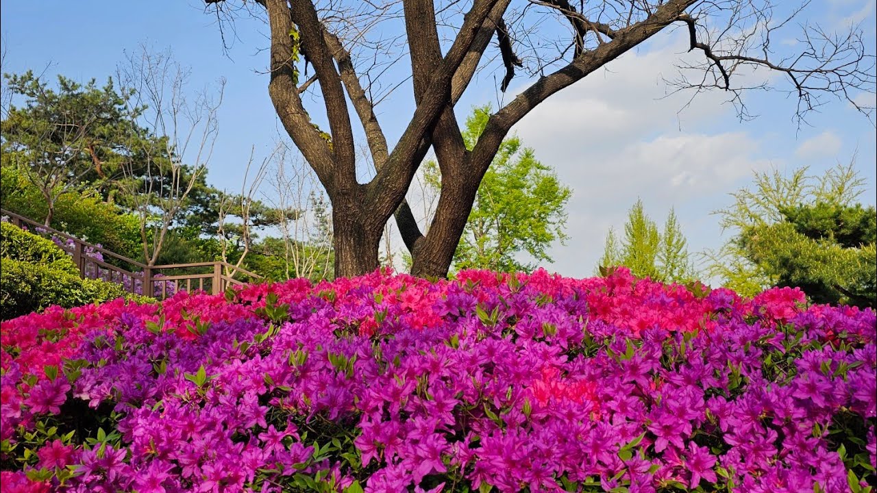 2023년 4월 18/비온후 깨끗한공기와 푸른하늘 초록의신선함에 행복합니다 행복합니다