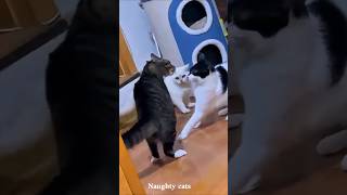 Naughty Cats Doing Crazy Things Funny Cat Shorts