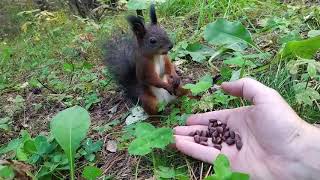 A squirrel malfunctions  while eating... coffee beans?