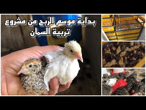 طائر السمان مشروع بسيط ومربح