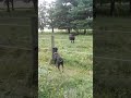 Rottwieler discovers cows and electric fence