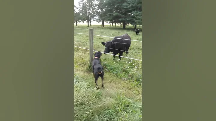 Rottwieler discovers cows and electric fence