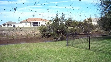 Tree Swallow Swarm 2 SWFL