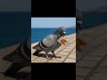 pigeon car explodes into cashew 🥜🔥 #pigeon #ai #memes #car #explosion #cashew @TheTenseCashew
